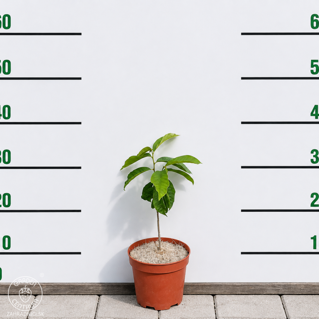Obrázok Asimina trojlaločná PAW PAW (Asimina triloba) - výška 30-40 cm, kont. C2L